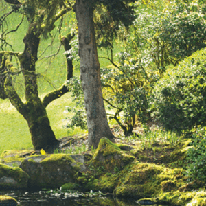 Garden Walk at Bloedel Reserve