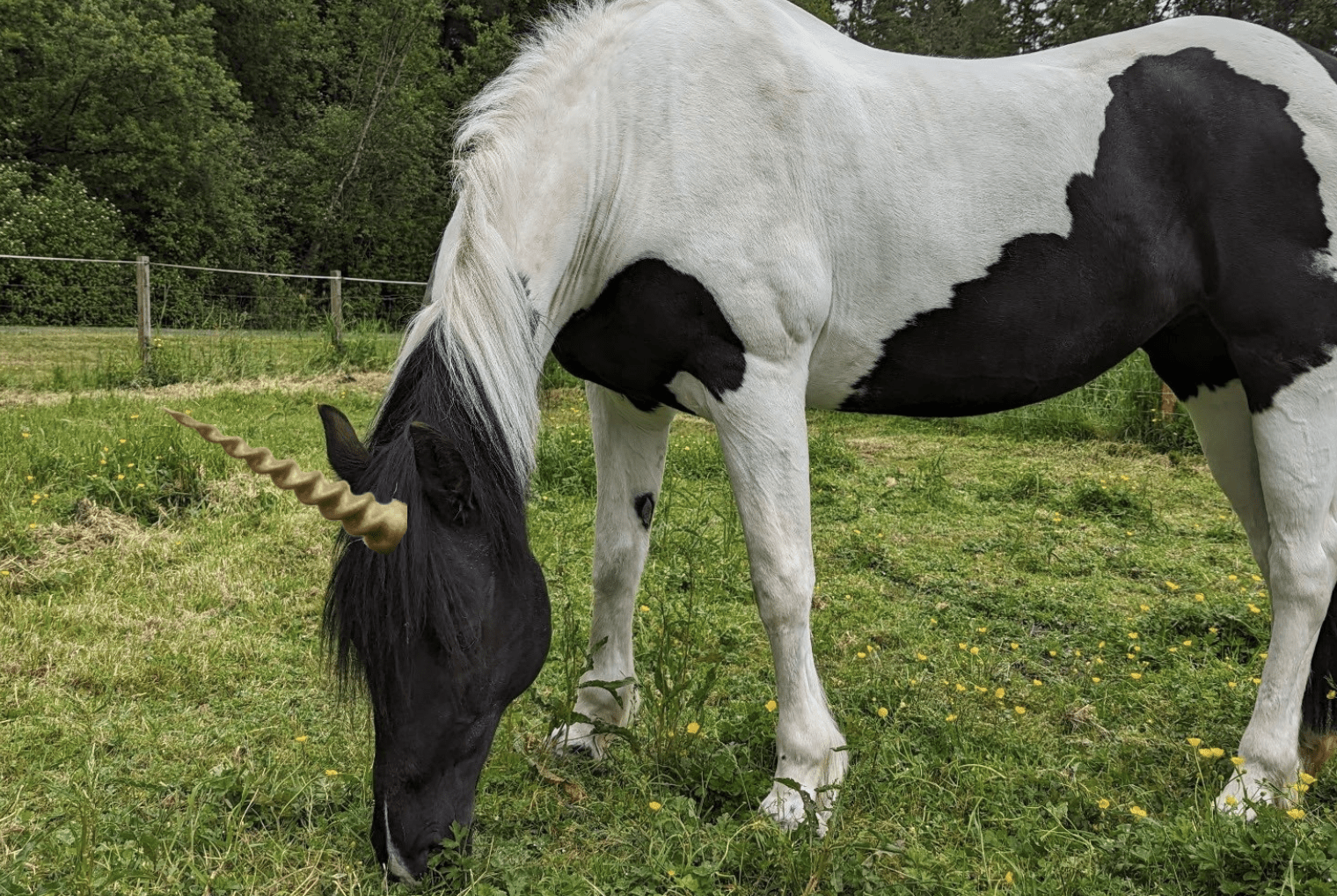 Unicorns Are Real